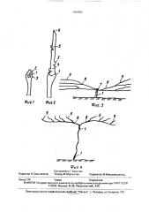 Способ формирования виноградного куста (патент 1704701)