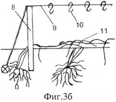 Способ создания саженцев, посадки и формирования виноградных кустов, устойчивых к стрессовым факторам среды (патент 2574492)