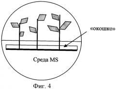 Способ укоренения растений, полученных в культуре in vitro (патент 2423045)