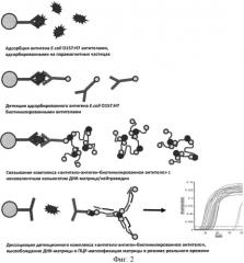 Способ определения наличия бактерий escherichia coli o157:h7 в биологических и пищевых образцах на основе иммунодетекции, сопряженной с полимеразной цепной реакцией (патент 2569196)