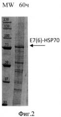 Способ микробиологического синтеза гибридного белка е7-hsp70 (варианты) (патент 2546917)