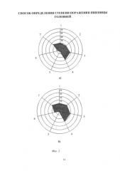 Способ определения степени поражения пшеницы головней (патент 2586284)