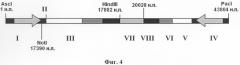 Способ создания рекомбинантного аденовируса птиц для вакцинации и генной терапии (патент 2326942)