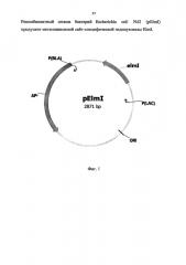 Рекомбинантный штамм бактерий escherichia coli n42 (pelmi) - продуцент метилзависимой сайт-специфической эндонуклеазы elmi (патент 2597987)