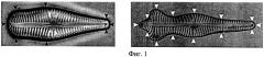 Способ определения объемов и площадей поверхностей клеток диатомовых водорослей (патент 2541447)