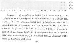 Штамм гибридных культивируемых клеток животных mus musculus 1e6 - продуцент моноклональных антител, специфичных к спорам bacillus anthracis (патент 2439148)