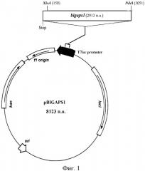 Нуклеиновая кислота, кодирующая функционально активную рекомбинантную iga1 протеазу neisseria meningitidis серогруппы b, рекомбинантная плазмидная днк, содержащая нуклеотидную последовательность, кодирующую активную iga1 протеазу, штамм-продуцент, содержащий плазмидную днк, продуцирующий зрелую форму iga1 протеазы, рекомбинантная ig протеаза neisseria meningitidis серогруппы в, способ получения зрелой формы iga1 протеазы, обладающей иммуногенными и протективными свойствами (патент 2453599)