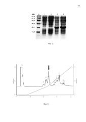 Плазмидный вектор pet-his8-trxl-acip1, штамм бактерии escherichia coli bl21(de3)/pet-his8-trxl-acip1 для экспрессии антимикробного пептида аципенсина-1 и способ получения указанного пептида (патент 2580031)