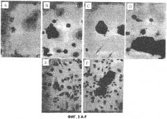 Дедифференцированные программируемые стволовые клетки моноцитарного происхождения и их получение и применение (патент 2333243)