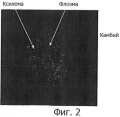 Растительная клеточная линия, полученная из камбия травянистого растения с запасающим корнем, и способ ее выделения (патент 2467067)