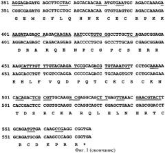 Ген vegfopt фактора роста эндотелия сосудов человека (патент 2385937)