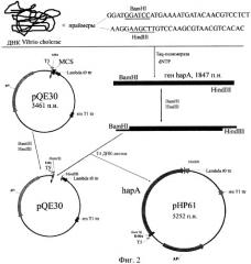 Рекомбинантная плазмида, экспрессирующая клонированный ген гемагглютинин/протеазы vibrio cholerae, и штамм escherichia coli - продуцент гемагглютинин/протеазы vibrio cholerae (патент 2306337)