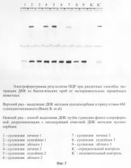 Способ выделения днк coccidioides immitis для проведения полимеразной цепной реакции (патент 2295569)