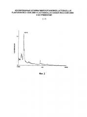 Изолированные штаммы микроорганизмов lactobacillus plantarum mcc1 dsm 23881 и lactobacillus gasseri mcc2 dsm 23882 и их применение (патент 2603059)