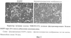 Генетически модифицированная линия фибробластов мыши nih/3т3-174 (патент 2396343)