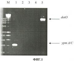 Тест-штамм yersinia pseudotuberculosis для дифференциации бактерий yersinia pseudotuberculosis генетической группы ii (патент 2465317)