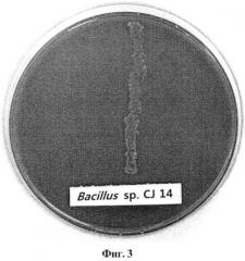 Штамм bacillus sp. для биологической борьбы с saprolegnia sp. и его применения (патент 2555549)