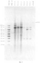 Генетическая конструкция для получения стабильных трансформантов грибов рода rhizopus (патент 2439157)