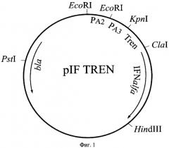Рекомбинантная плазмидная днк pif tren, кодирующая полипептид интерферона альфа-2b человека, и штамм бактерий escherichia coli-продуцент полипептида интерферона альфа-2b человека (патент 2326168)