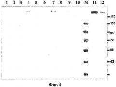 Антитело, специфически взаимодействующее с онкобелком her2/neu (патент 2425840)