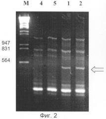 Способ молекулярного маркирования пола хмеля обыкновенного (humulus lupulus l) (патент 2272840)