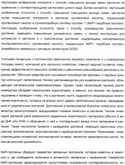 Способ повышения выхода семян растения, способ производства трансгенного растения, имеющего повышенную урожайность семян, генная конструкция для экспрессии в растении и трансгенное растение (патент 2409938)