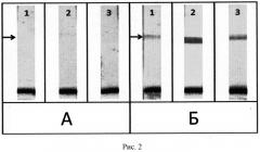 Способ иммунохроматографического определения специфических антител (патент 2545909)