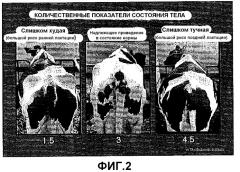 Устройство и способ определения количественного показателя состояния тела животного (патент 2543948)