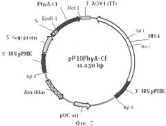 Рекомбинантная плазмида для экспрессии в дрожжах pichia pastoris гена фитазы (варианты), штамм дрожжей pichia pastoris - продуцент фитазы (варианты) (патент 2409670)