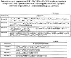 Рекомбинантная плазмидная днк pbinplus-ars-epsps, обеспечивающая экспрессию гена агробактериальной 5-енолпирувил-шикимат-3-фосфат-синтетазы в трансгенных микроводорослях рода хлорелла (патент 2407794)