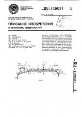 Устройство для переборки корнеплодов (патент 1126231)