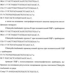 Способ генотипирования chlamydia trachomatis (патент 2443782)