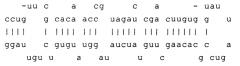 Фармацевтическая композиция, включающая микрорнк-100, и ее применение в модулировании роста кровеностых сосудов и воспаления эндотелия (патент 2586531)