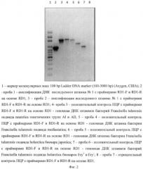 Набор штаммов бактерий вида francisella tularensis для получения комплекта контрольных днк препаратов, комплект днк препаратов для генно-диагностических исследований (патент 2443772)