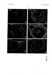 Способ получения искусственного зачатка зуба in vitro и полученный им искусственный зачаток зуба (патент 2638783)