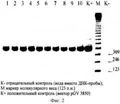 Способ получения трансгенных однодольных растений in vitro (патент 2301519)