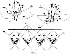 Способ доопыления растений (патент 2447650)