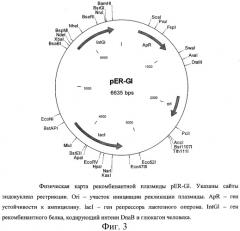 Способ получения генно-инженерного глюкагона человека, рекомбинантная плазмидная днк per-gl, кодирующая гибридный белок, способный к автокаталитическому расщеплению с образованием глюкагона человека, и штамм escherichia coli er-2566/per-gl - продуцент указанного белка (патент 2302465)