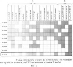 Олигонуклеотидные праймеры для генотипирования b.mallei методом полимеразной цепной реакции (патент 2478714)