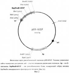 Способ получения генно-инженерного эпидермального фактора роста человека, рекомбинантная плазмидная днк per-hegf, кодирующая гибридный белок, способный к автокаталитическому расщеплению с образованием эпидермального фактора роста человека, и штамм escherichia coli er2566/per-hegf - продуцент указанного белка (патент 2323976)