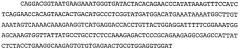 Psma×cd3 биспецифическое одноцепочечное антитело с межвидовой специфичностью (патент 2559531)