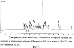 Способ определения устойчивых к коккомикозу форм вишни и черешни (патент 2316951)