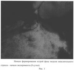 Способ хирургического моделирования окислительного стресса у лабораторных животных (патент 2455703)