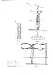 Способ ведения виноградного куста и опора для его осуществления (патент 904584)