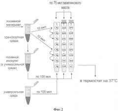 Набор для лабораторной диагностики инфекций, вызываемых mycoplasma hominis и ureaplasma urealyticum (патент 2553548)