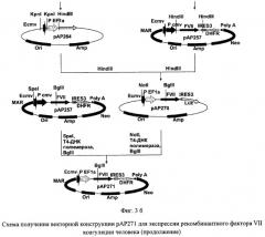 Рекомбинантная плазмидная днк pap271, кодирующая полипептид фактора vii свертываемости крови человека, и линия клеток mesocricetus auratus внк 21 k.13 (2h7) - продуцент рекомбинантного фактора vii свертываемости крови человека (патент 2448160)