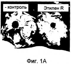 Устойчивость к физиологическим нарушениям в салате (патент 2480983)