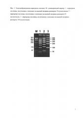 Способ получения маркерных лестниц для гель-электрофоретического определения размеров фрагментов нуклеиновых кислот (патент 2616279)