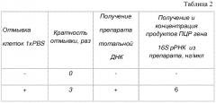Способ подготовки культур сульфидогенных бактерий для выделения днк (патент 2562176)