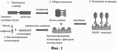 Иммуногенная композиция презентации множественных антигенов, относящиеся к ней способы и применения (патент 2619176)